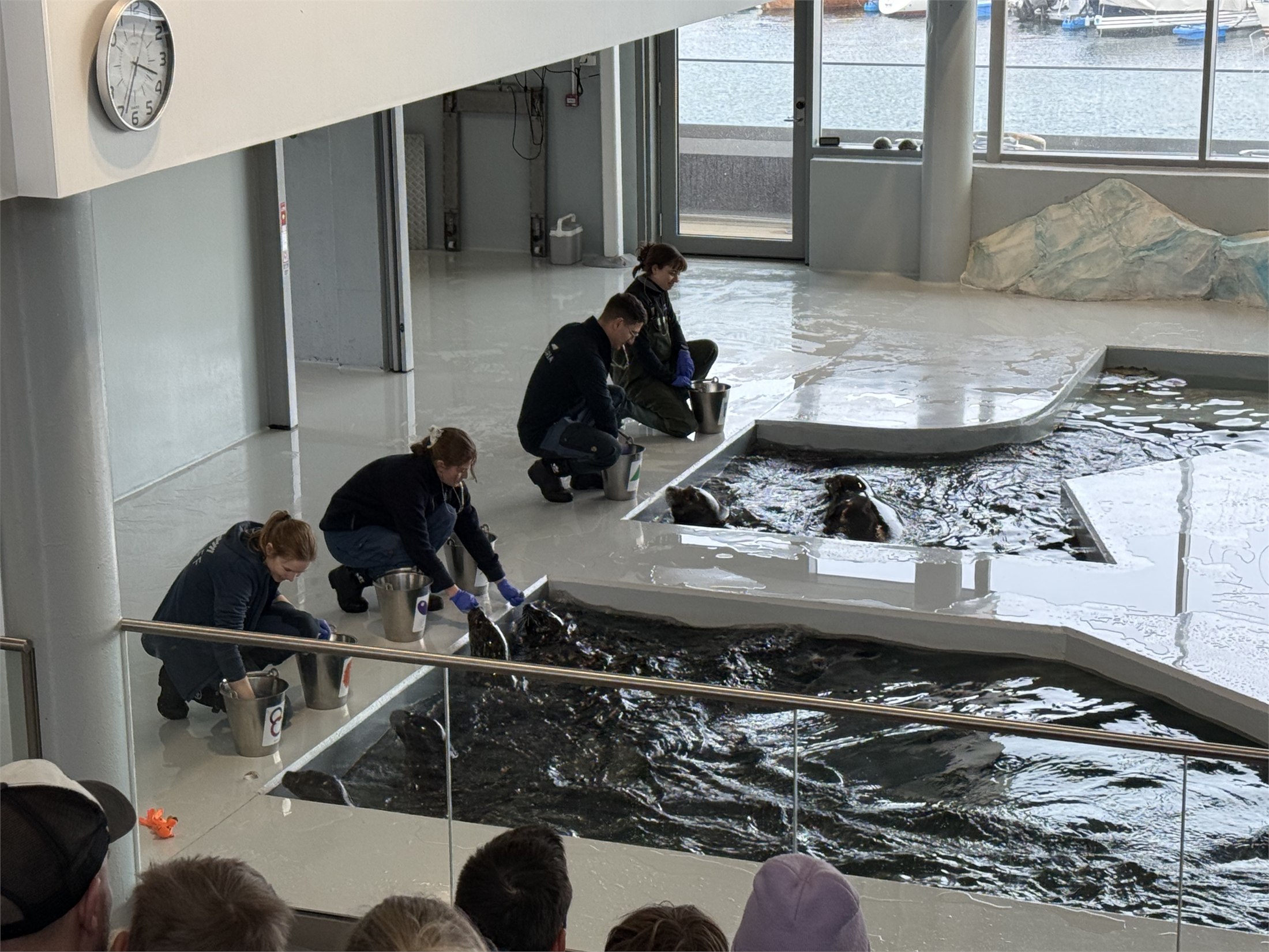 Seal feeding at Polaria