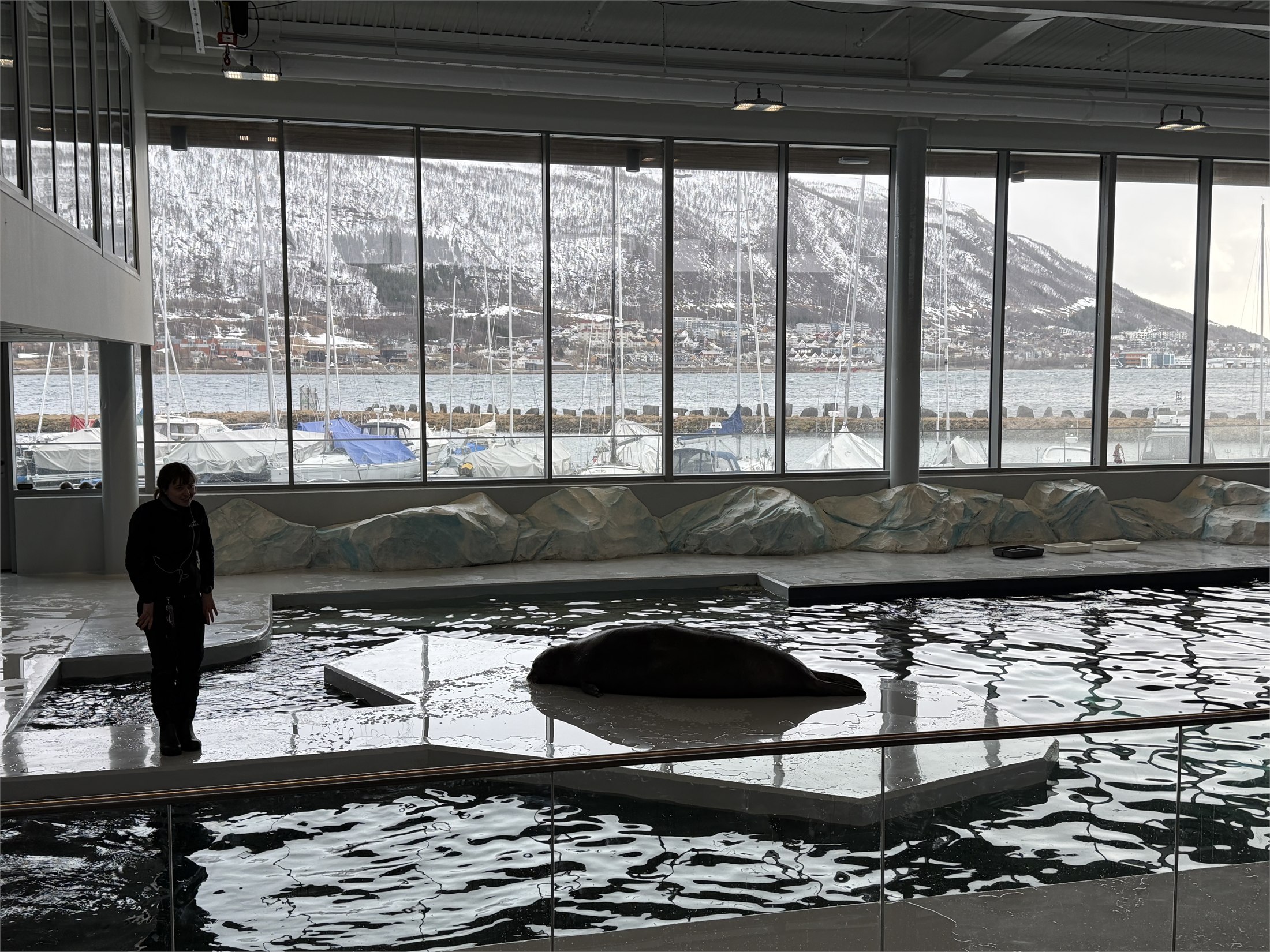 Seal pool at Polaria
